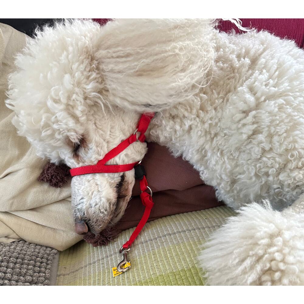 Halti Training Leash for Dogs - Picture 3 of 4